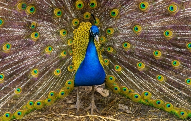 На выходных в Ростовском зоопарке покормят пеликанов и хищных птиц