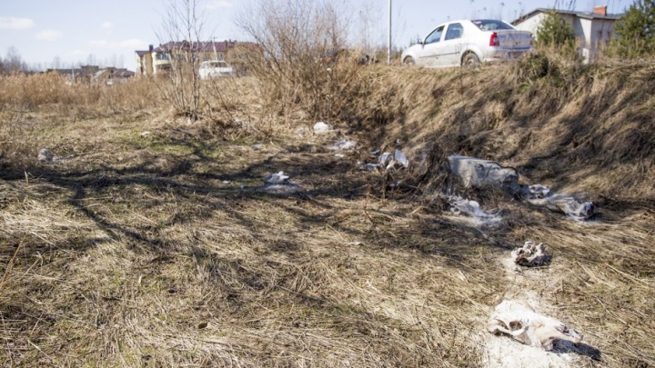 В Ярославле кости, найденные на скотомогильнике, проверили на сибирскую язву
