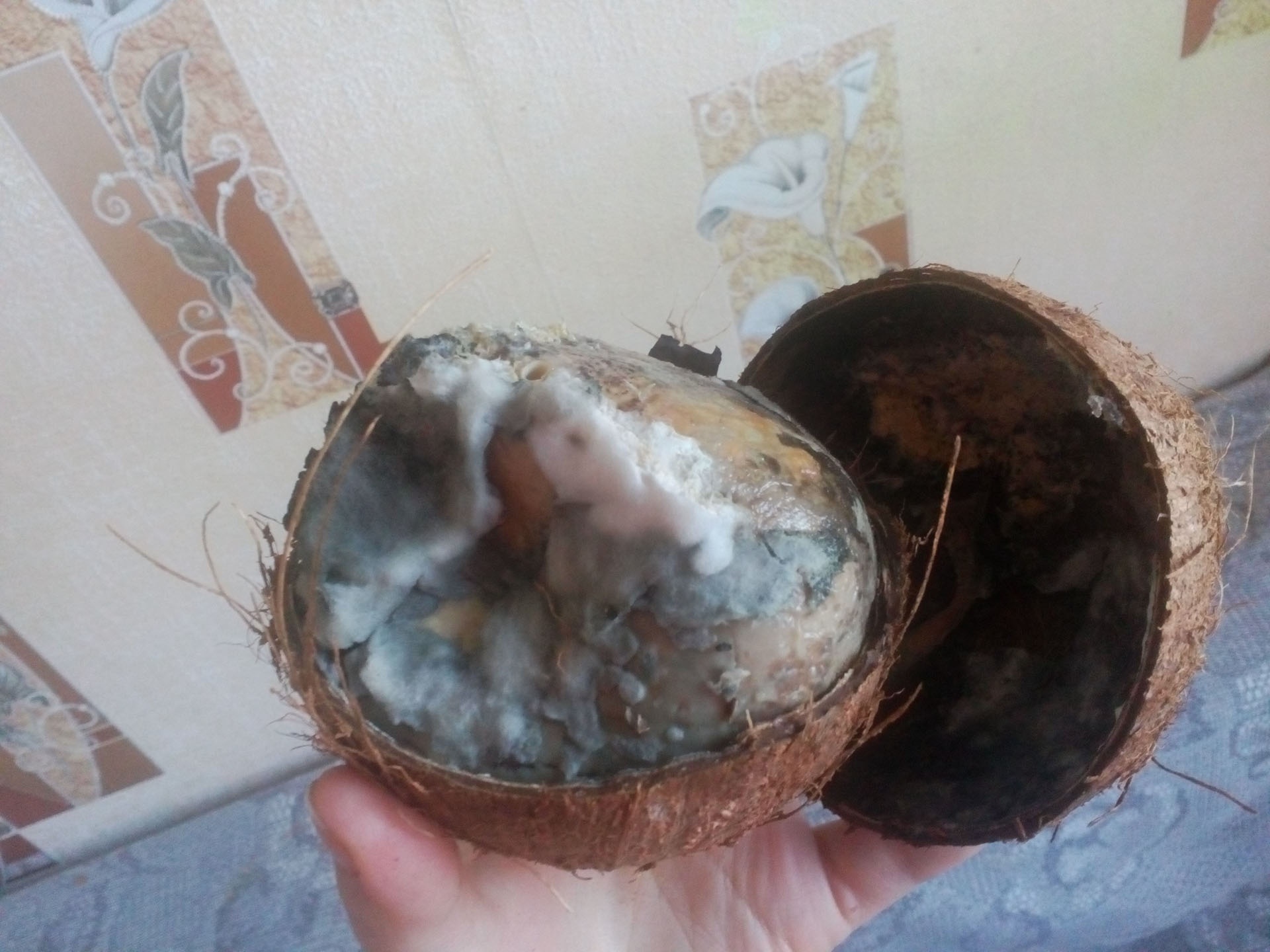 Архангелогородка Марина Кузнецова с иронией подытоживает: «А так кокосика хотелось...»