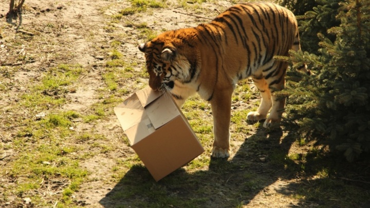 Женщина, на которую напал тигр из челябинского зоопарка, нарушила технику безопасности