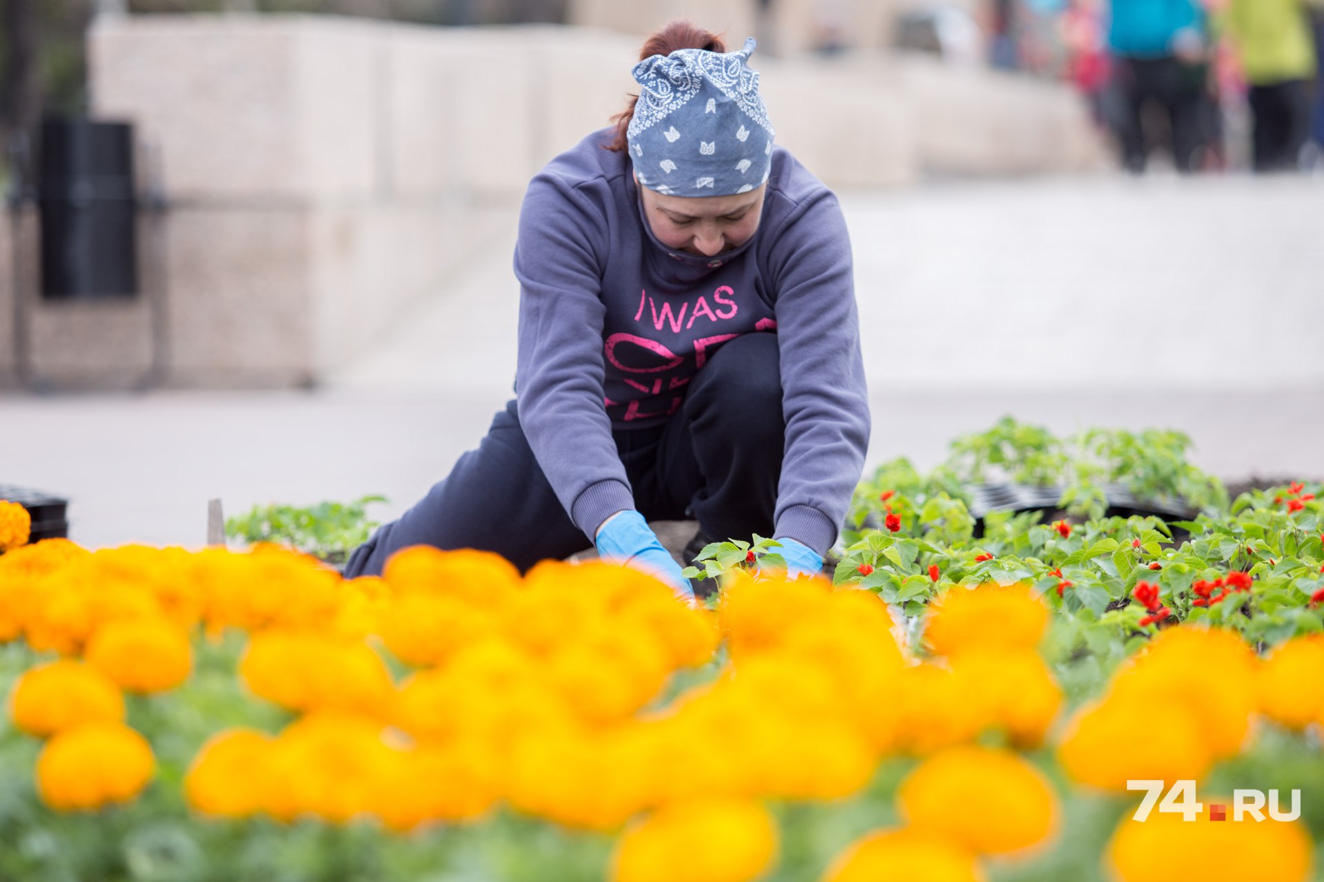 Впервые в Челябинске высадят бархатцы с крупными цветами