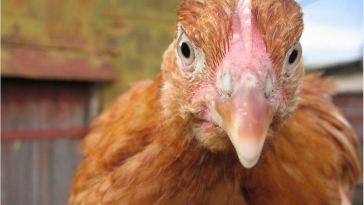 Несушек под замок: в Ростовской области нашли больных птичьим гриппом кур