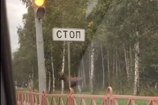 Лось чувствует себя непринужденно Лось чувствует себя непринужденно