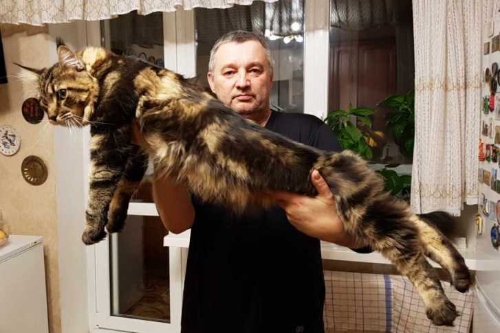 Тюменец говорит, что питомец для него всего лишь «маленький котик»