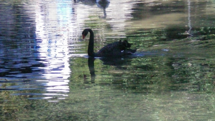 В Самаре для парка Металлургов закупят редких черных лебедей