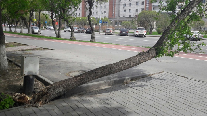 Шквалистый ветер в Тюмени: деревья падали на дороги, дома и парковки