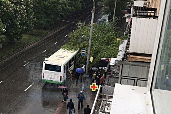 Дерево рухнуло на автобусную остановку Дерево рухнуло на автобусную остановку