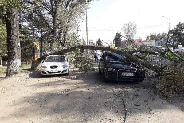 В Ростове привыкли к тому, что во время ветра деревья падают на машины В Ростове привыкли к тому, что во время ветра деревья падают на машины