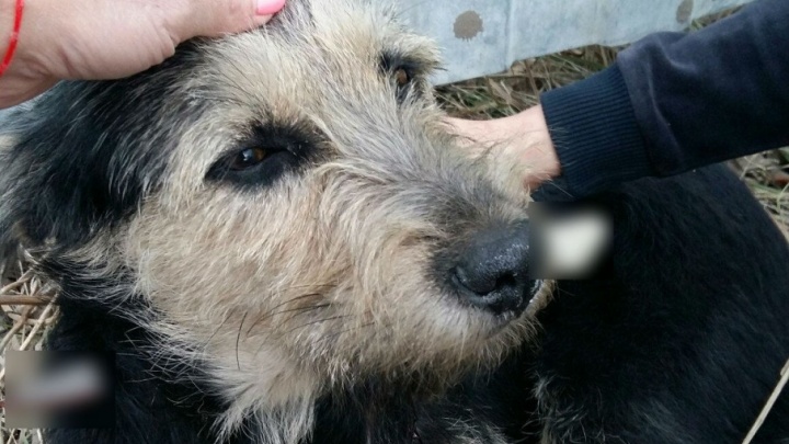 На живодёров, воткнувших в горло собаке нож в Чурилово, завели уголовное дело