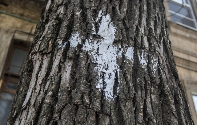 Крест на дереве: как и под каким предлогом в Ростове исчезают зеленые насаждения
