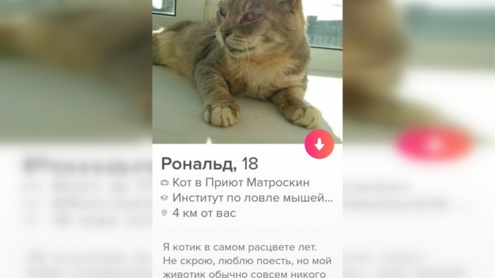 Привет, я кот: питомцы из пермского приюта завоёвывают сердца людей с помощью Tinder