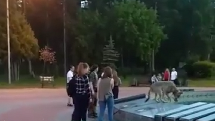 Челябинец искупал в городском фонтане волка
