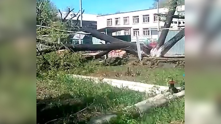 Ураганный ветер уронил дерево на площадку челябинского детсада