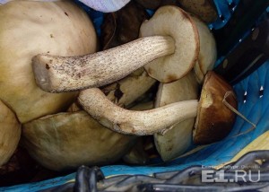 Ароматные грибочки в лукошке Елены.
Ароматные грибочки в лукошке Елены.