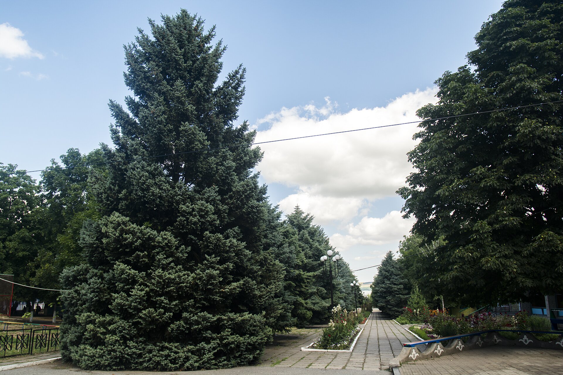Аллея в лагере Аллея в лагере