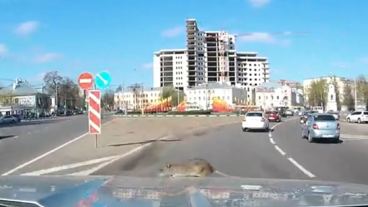 В Ярославле крыса вылезла на капот машины прямо во время движения