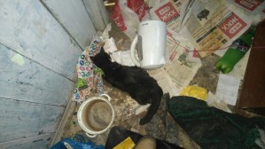 Около двадцати трупов кошек и щенков нашли в одном из домов Екатеринбурга.
Около двадцати трупов кошек и щенков нашли в одном из домов Екатеринбурга.