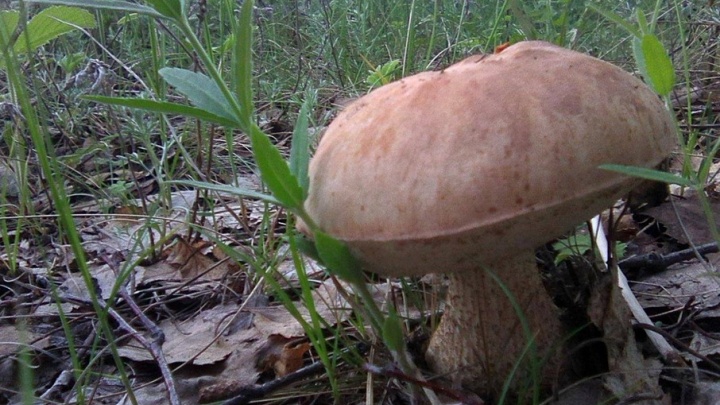 Перепутали весну с осенью: в Челябинске начали расти грибы