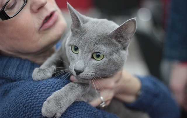 Бесхвостые, вислоухие и лысые: в Перми прошла международная выставка кошек