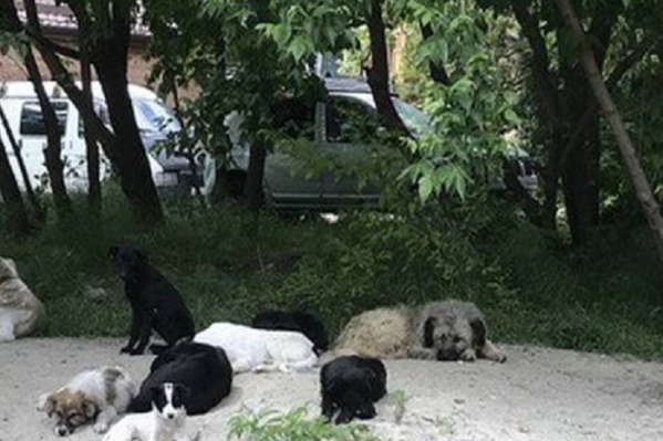 В своре горожане насчитали больше 20 животных В своре горожане насчитали больше 20 животных