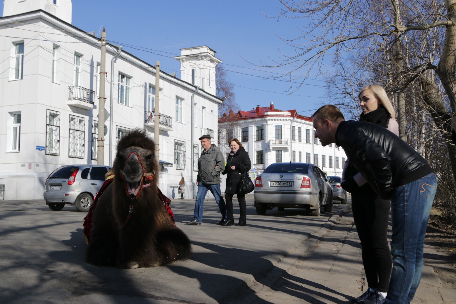 Пока очаровательный верблюд отдыхает Пока очаровательный верблюд отдыхает
