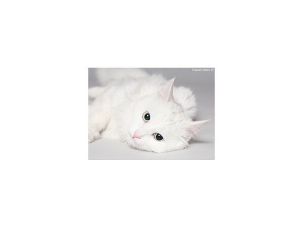 photosight.ru/photos/2019788/