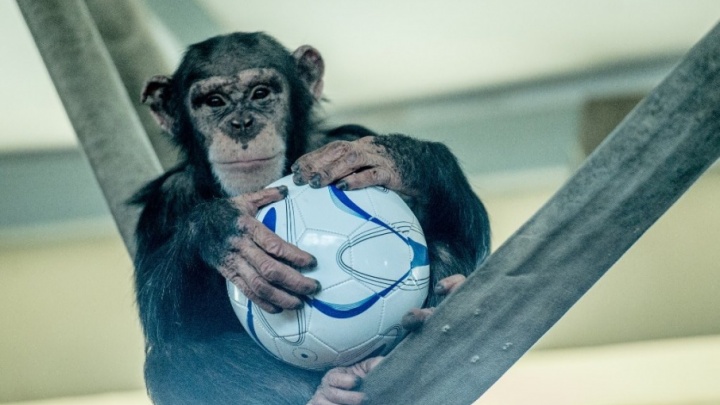Футбольная лотерея: ростовчан просят подарить животным зоопарка мячи в обмен на призы