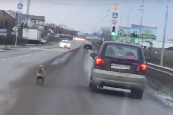Собака долго бежала за уезжающим автомобилем Собака долго бежала за уезжающим автомобилем