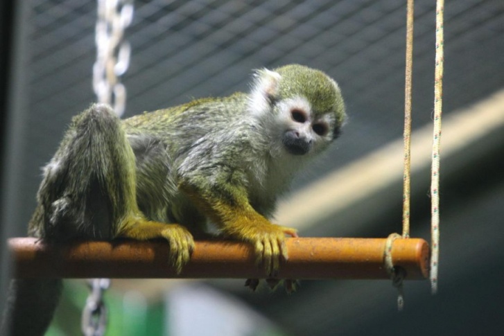 Сотрудники зоопарка объявили, что нашли сбежавшую саймири, но позже признались, что за беглянку выдали новую обезьянку