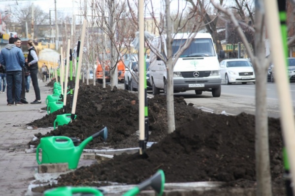На городских улицах высадят около восьми тысяч деревьев и более девяти тысяч кустарников На городских улицах высадят около восьми тысяч деревьев и более девяти тысяч кустарников