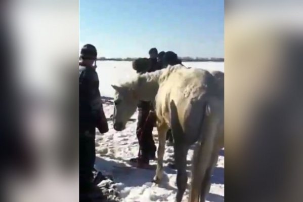 Животное не сопротивлялось и слушалось своих спасителей Животное не сопротивлялось и слушалось своих спасителей