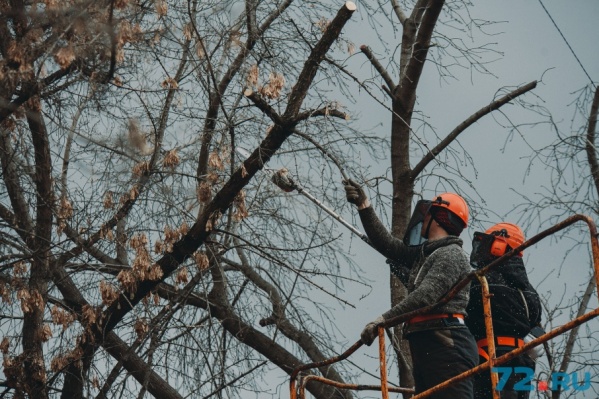 В городе в основном проводят омолаживающую обрезку возрастным деревьям В городе в основном проводят омолаживающую обрезку возрастным деревьям