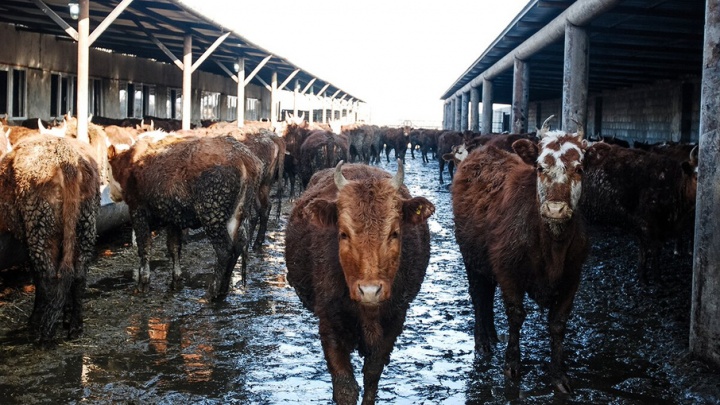На Дону незначительно снизилось  производство мяса и молока