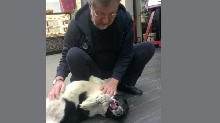 Актер Леонид Ярмольник помог бездомной тюменской собаке