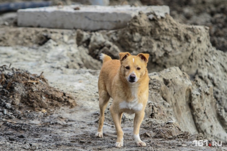 По вине сотрудника службы отлова животных бездомные собаки умирали в муках