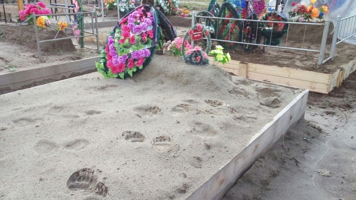 Медведица с медвежонком разгуливала по кладбищу под Северодвинском