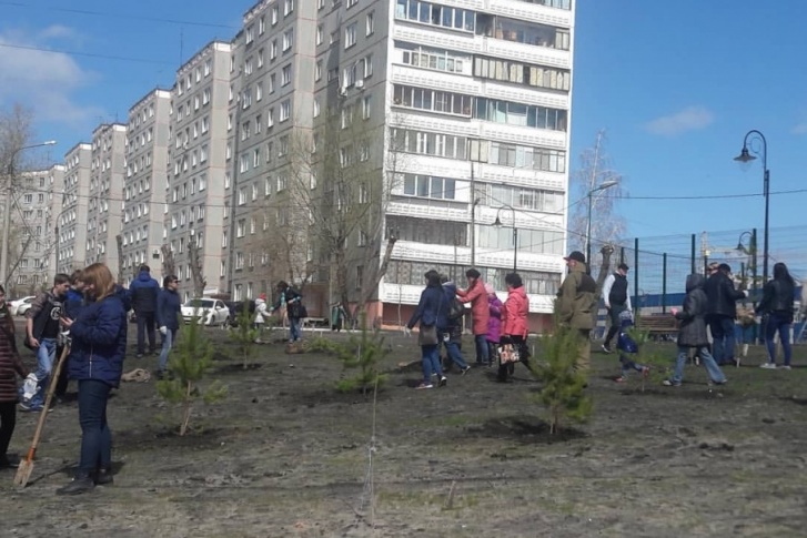 В Челябинской области высадили 18,5 тысячи деревьев