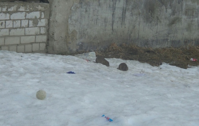 Жителей Заволжского района атакуют полчища крыс: фото