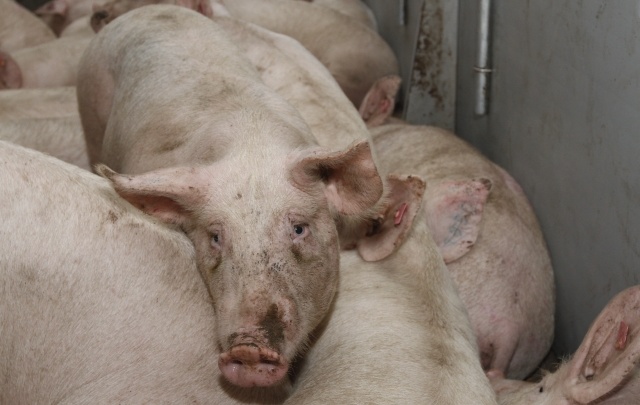 В Самарской области обнаружили вспышку африканской чумы свиней