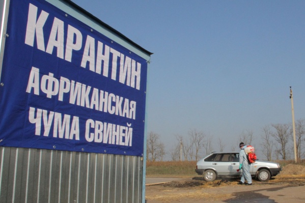 С начала года в области зафиксировано восемь случаев африканской чумы свиней С начала года в области зафиксировано восемь случаев африканской чумы свиней