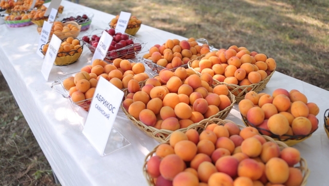 Гостей уральского фестиваля абрикоса удивили морозостойкой экзотикой