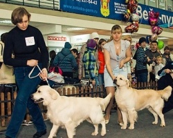 В Перми пройдет выставка собак всех пород