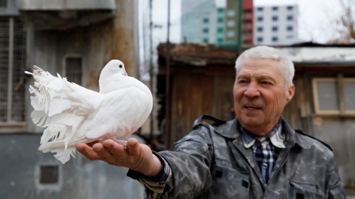 Птица счастья завтрашнего дня: сотни редких голубей живут в самом центре Волгограда