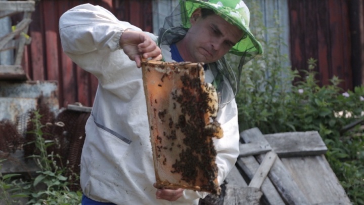 Инструкция 74.ru: должен ли мед горчить и есть ли у него генетическая память