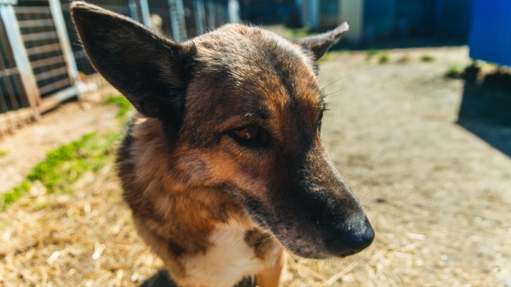 Чтобы собаки не умирали: где и когда в Тюмени появится современный приют для бездомных животных