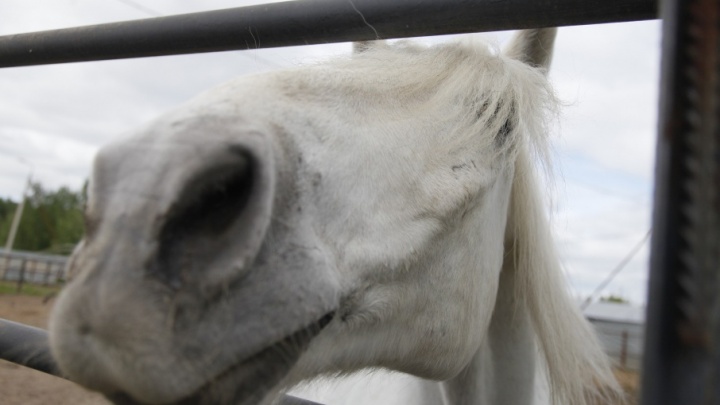 В Ярославской области лошадь убила копытом своего хозяина