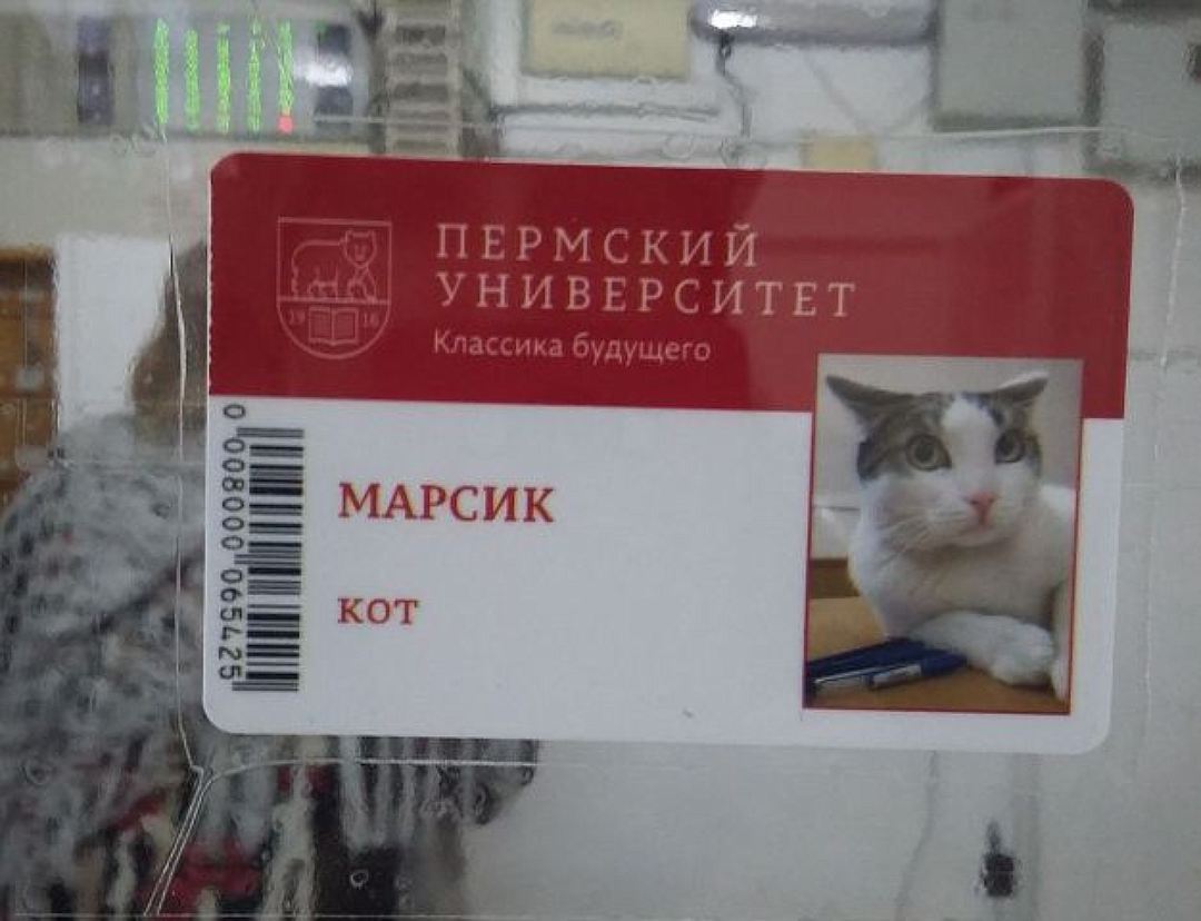 Марсик был первым животным в университете, у которого появился пропуск Марсик был первым животным в университете, у которого появился пропуск