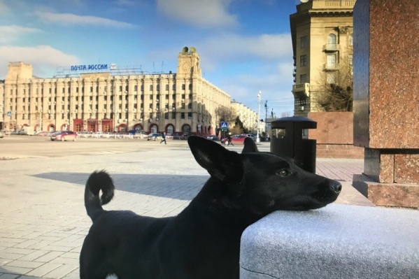 Собака устроила догонялки с беспилотником V1.ru Собака устроила догонялки с беспилотником V1.ru