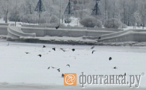 Фонтанка.ру