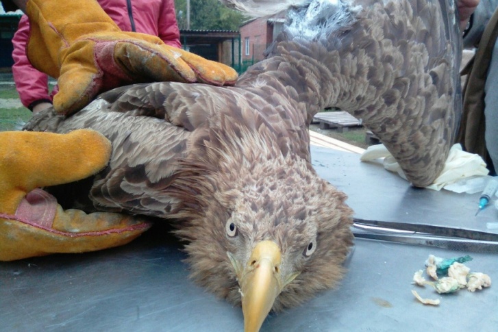 Раненый орлан проделал долгий путь с севера до Южного Урала